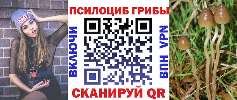 Купить где  Петров Вал  Псилоцибиновые грибы Psilocybe 